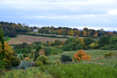 Leaves countryside vista