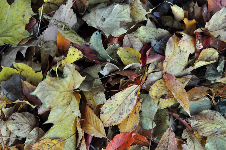 Ground background autumn colours