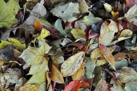 Ground background autumn colours