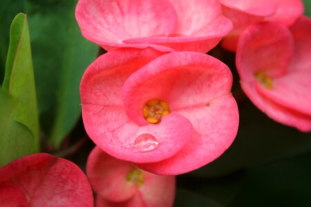 Jarabacoa flower rocio