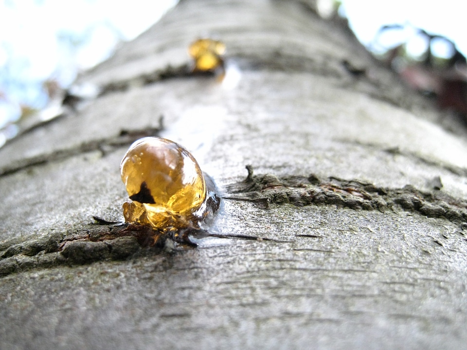 Secretion dried gum