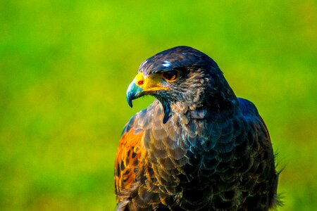 Falco hawk bird photo
