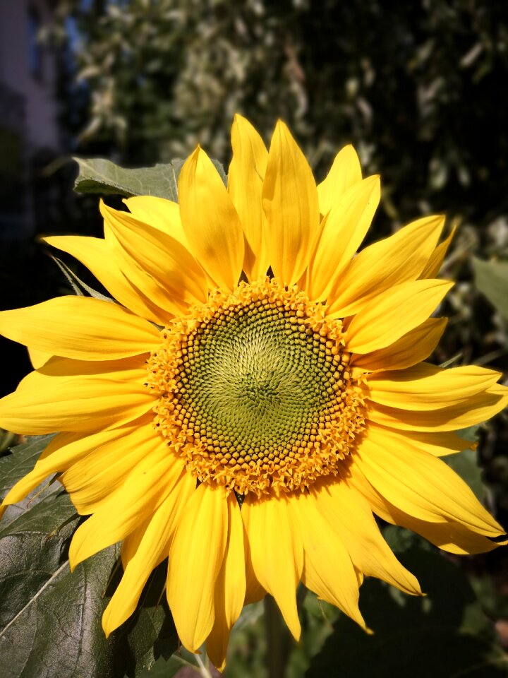 Summer nature fauna