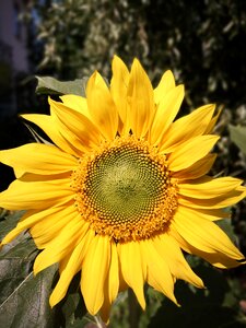 Summer nature fauna