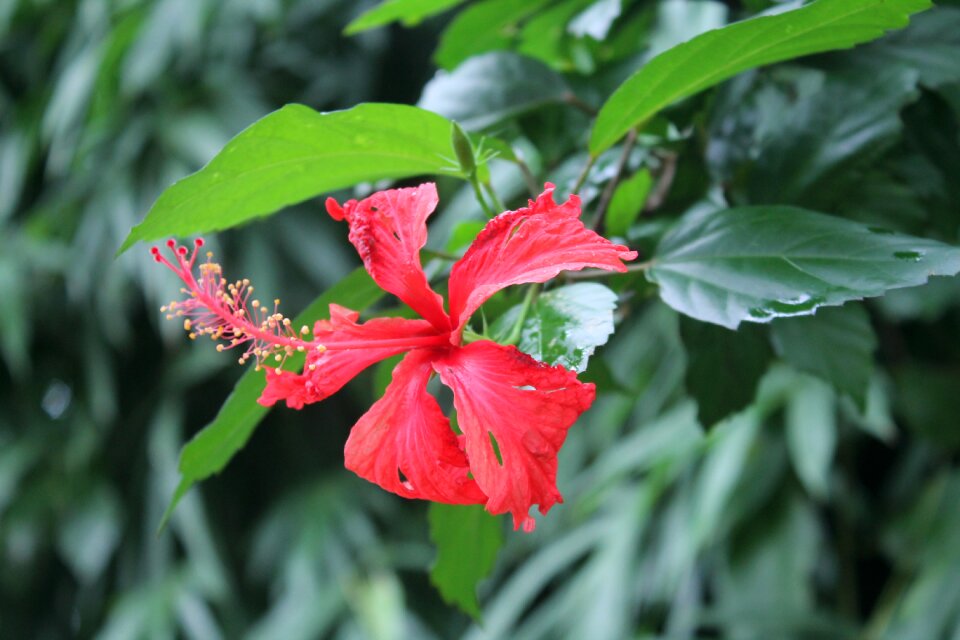Jarabacoa flower christ