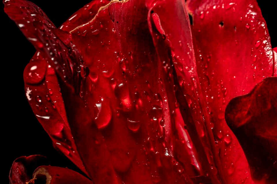 Flower close up blossom