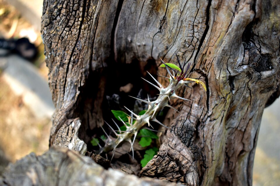 Nature plant spina