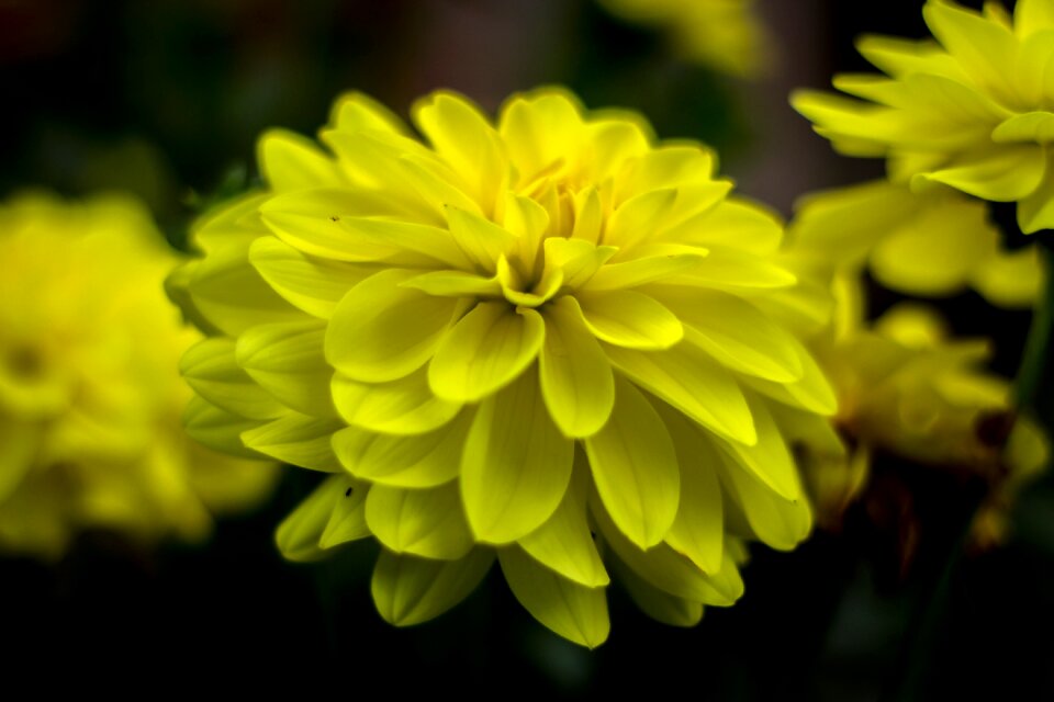 Nature beautiful flower