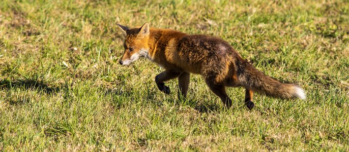 Fox smart fur photo