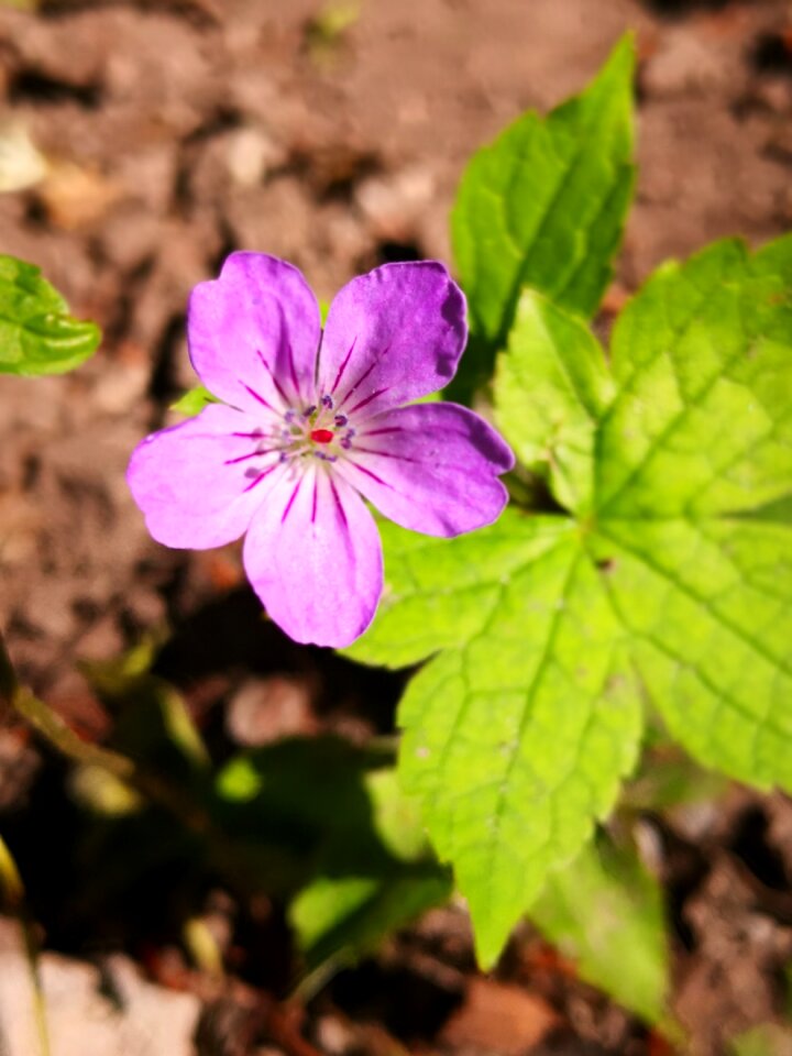 Pure nature simplicity