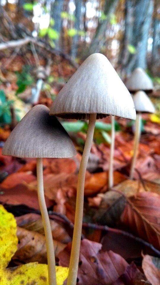 Plant forest mushroom forest mushrooms