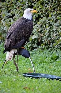 Raptor feather symbol photo