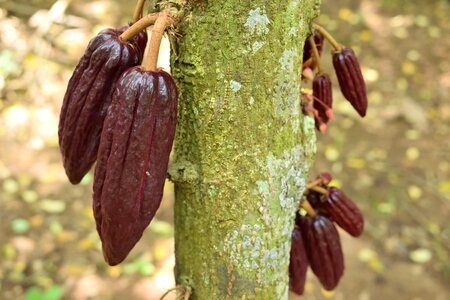 Nature fruit cultivation