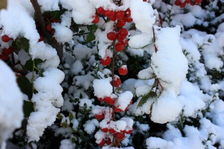 Snow december season photo