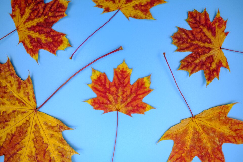 Leaves autumn fall foliage