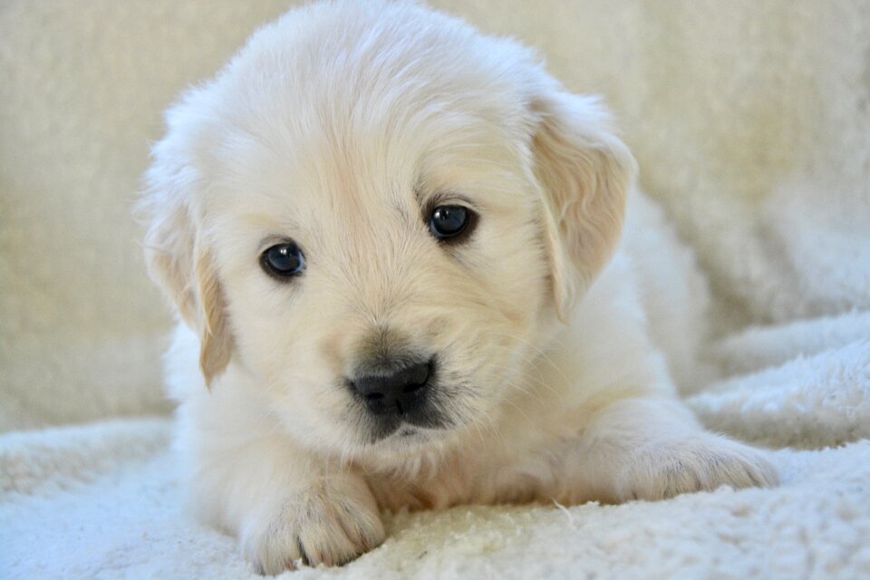 Golden retriever puppy miss grey portrait dog breed