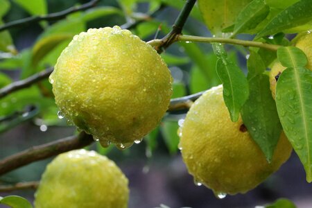Wood fruit trees autumn
