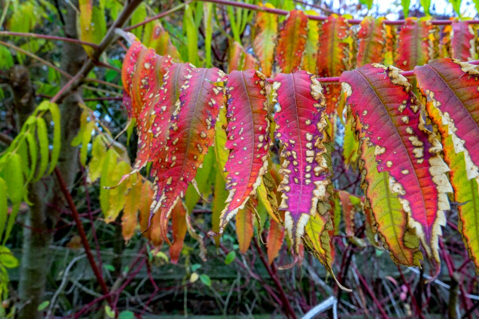 Autumn colours fall foliage nature