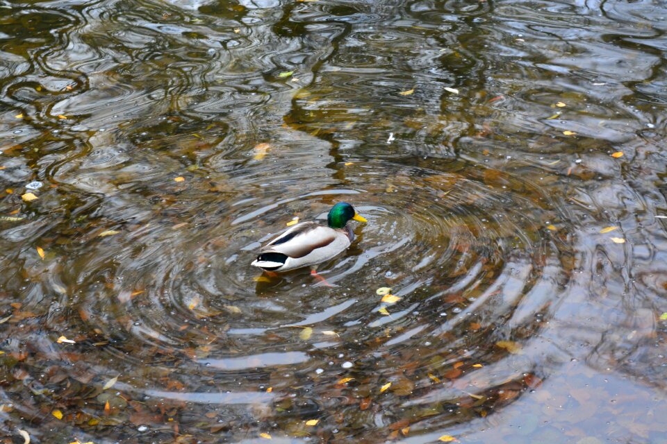 Park nature duck