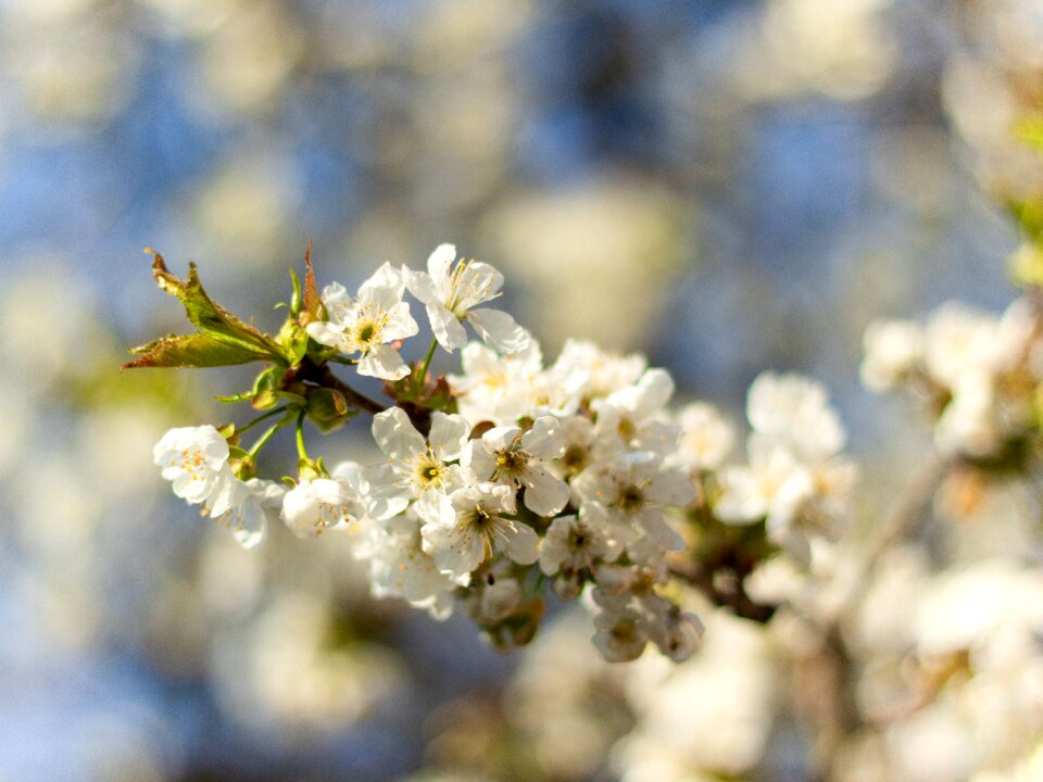 Cherry blossom nature branch
