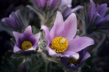Purple petals garden