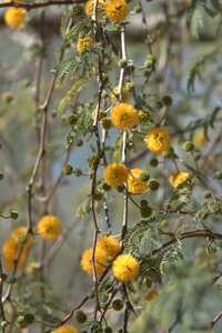 Nature bloom plant