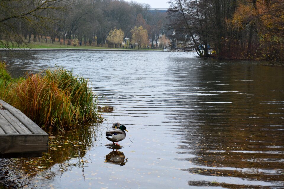 Svisloch duck nature