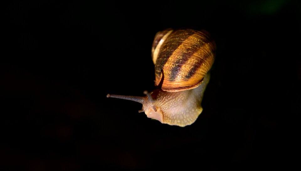 Animal slowly nature