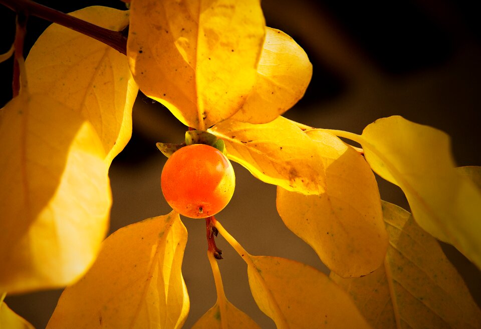 Fruit orange leaves