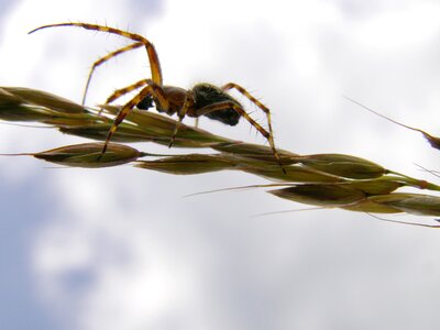 Nature close up arachnid photo