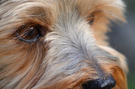 The nose york fur