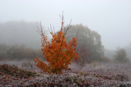Frost nature landscape photo