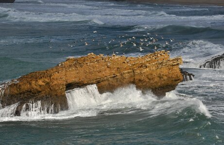 Seagulls rock ocean photo