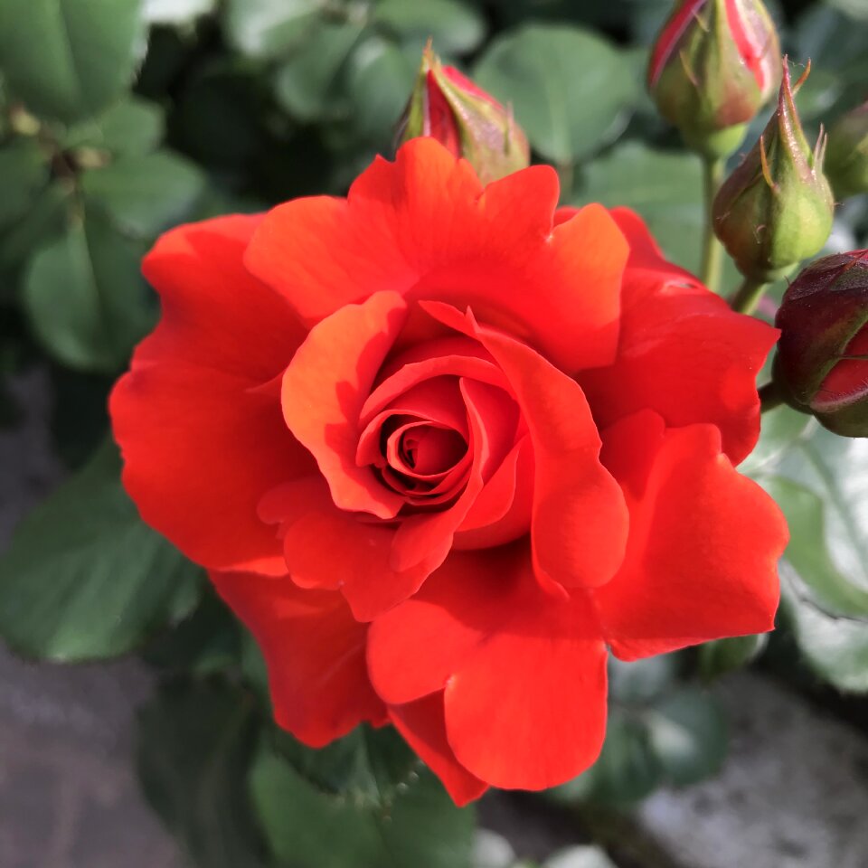 Natural full bloom roses pink