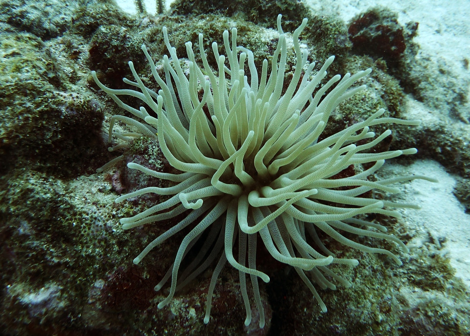 White ocean underwater