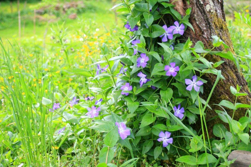 Garden bloom violet