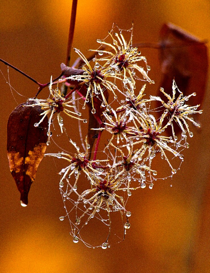 Morgentau backlighting droplets