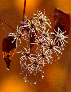 Morgentau backlighting droplets photo