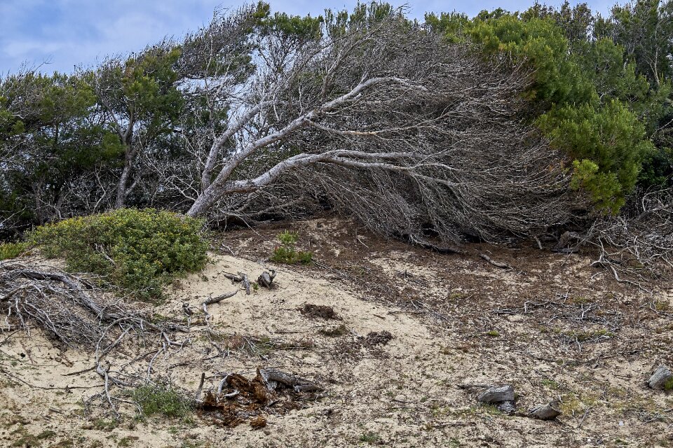 Coast nature wind