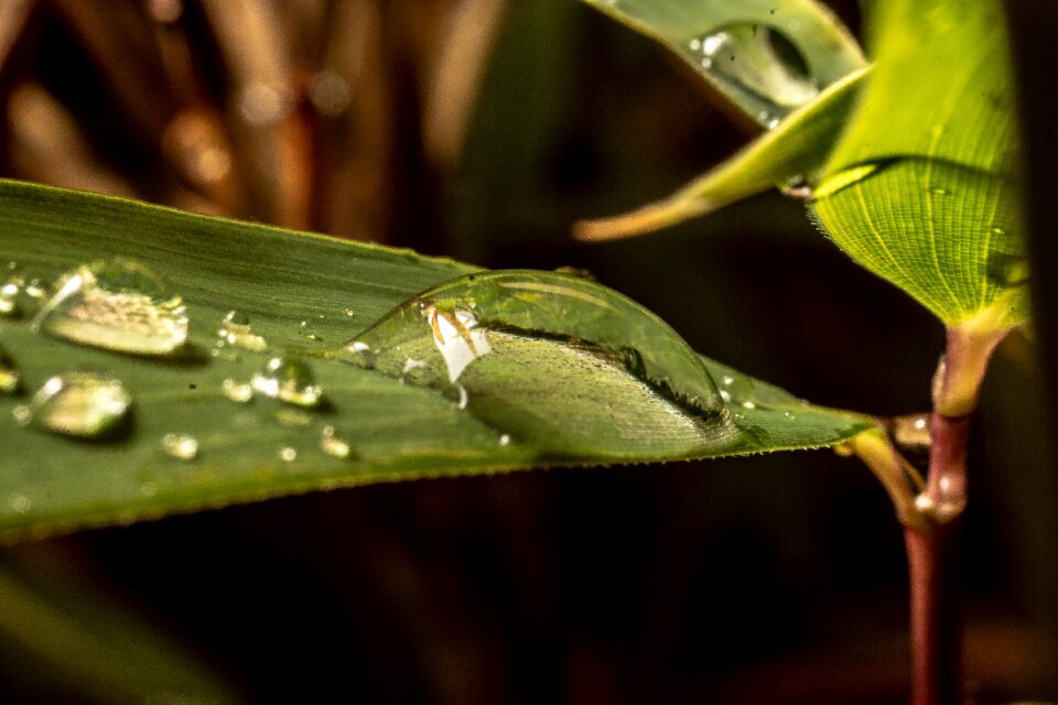 Close up leaf nature