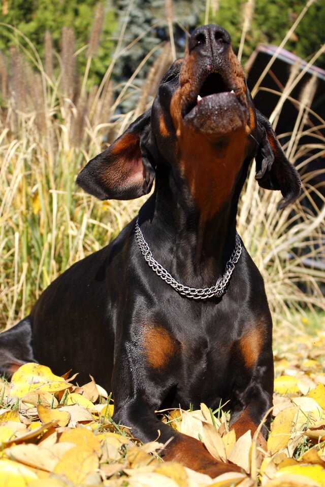 Doberman eb co