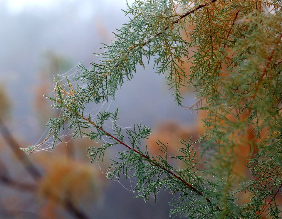 Autumn wet drops