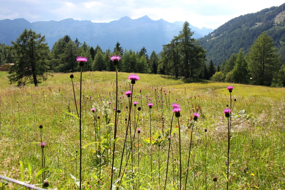 Austria carinthia meadow