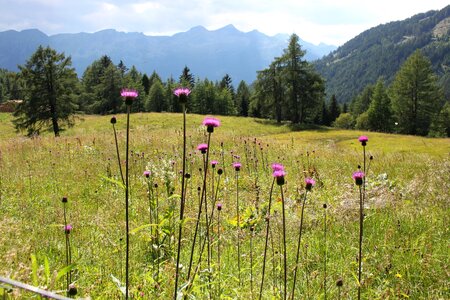 Austria carinthia meadow photo