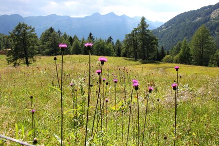 Austria carinthia meadow