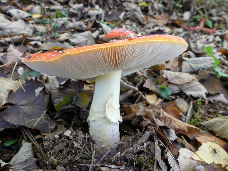 Danger toxic amanita