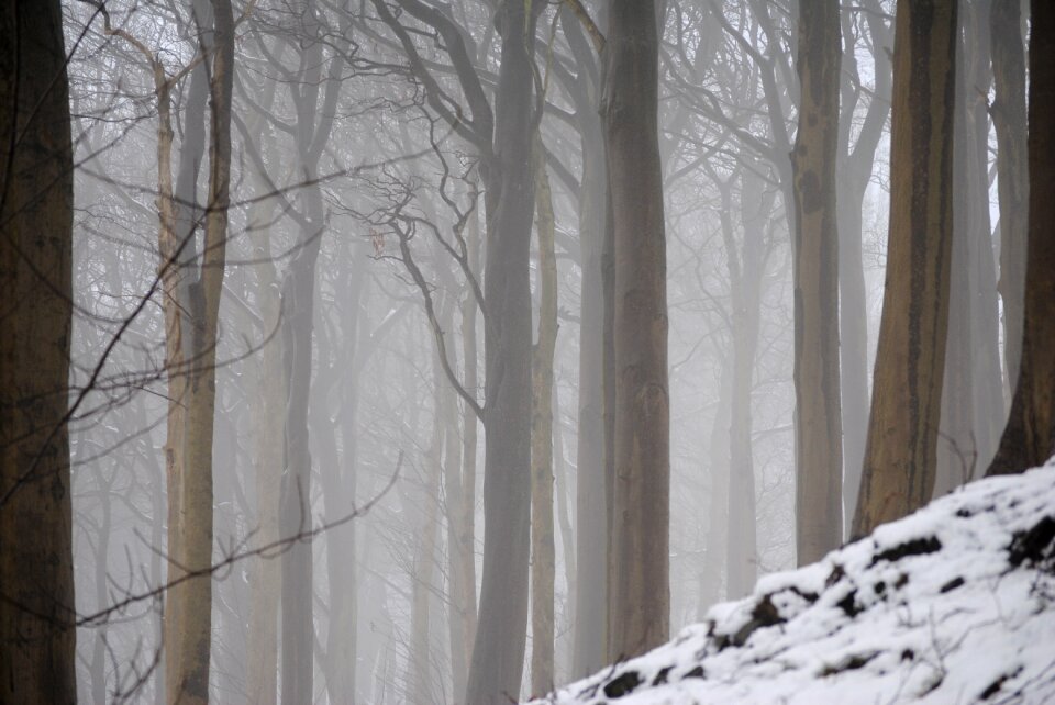 Nature mood fog