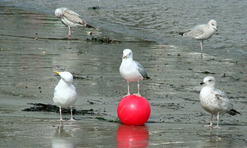 Seagulls managers ball