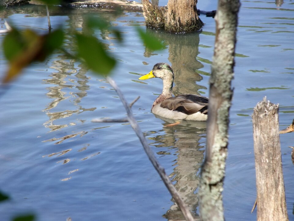 Plumage nature water
