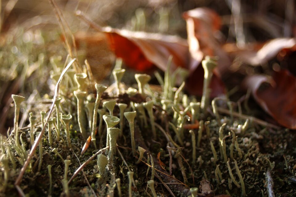 In the fall nature mushroom
